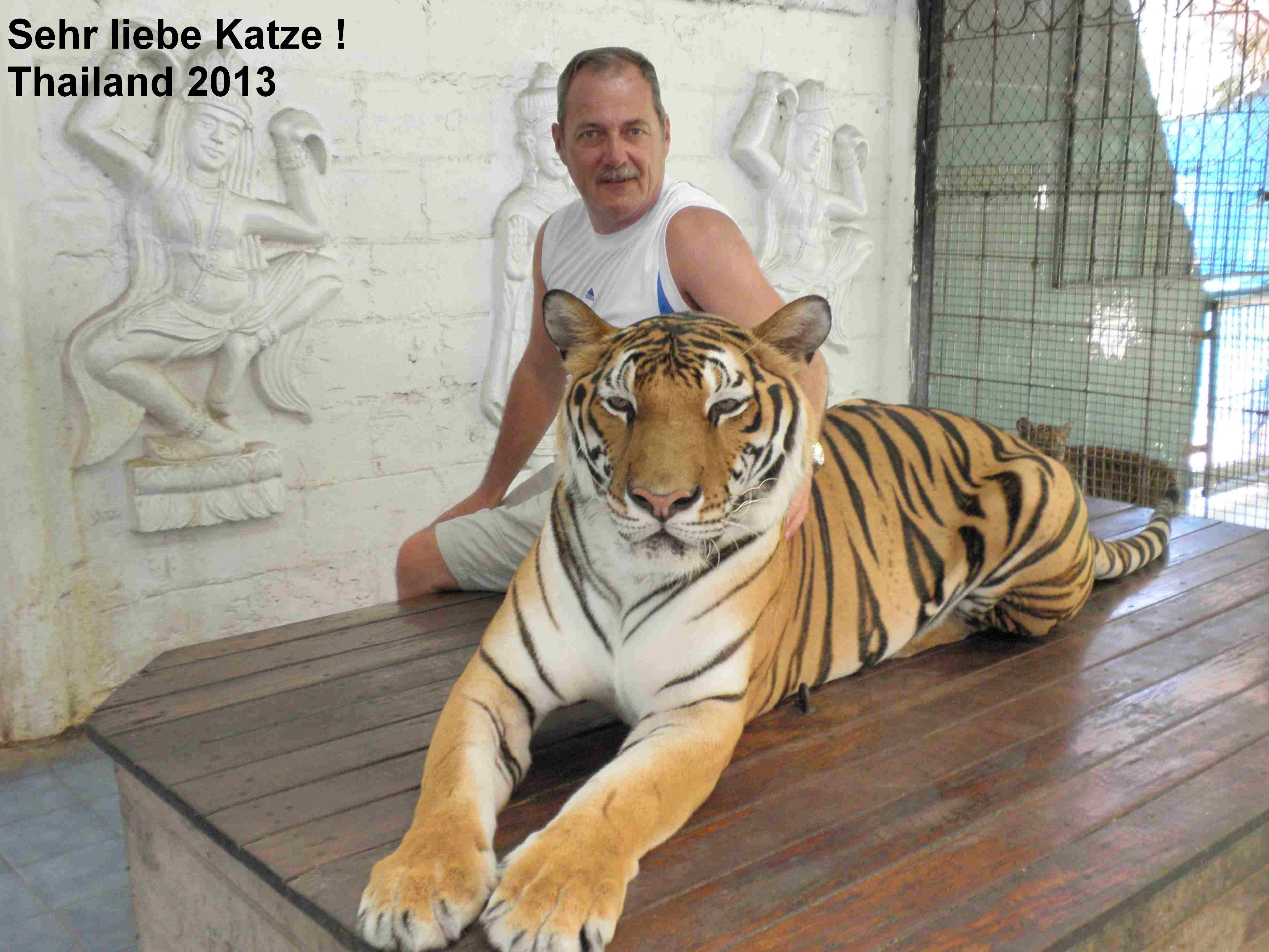 Liebe Katze Thailand 2013